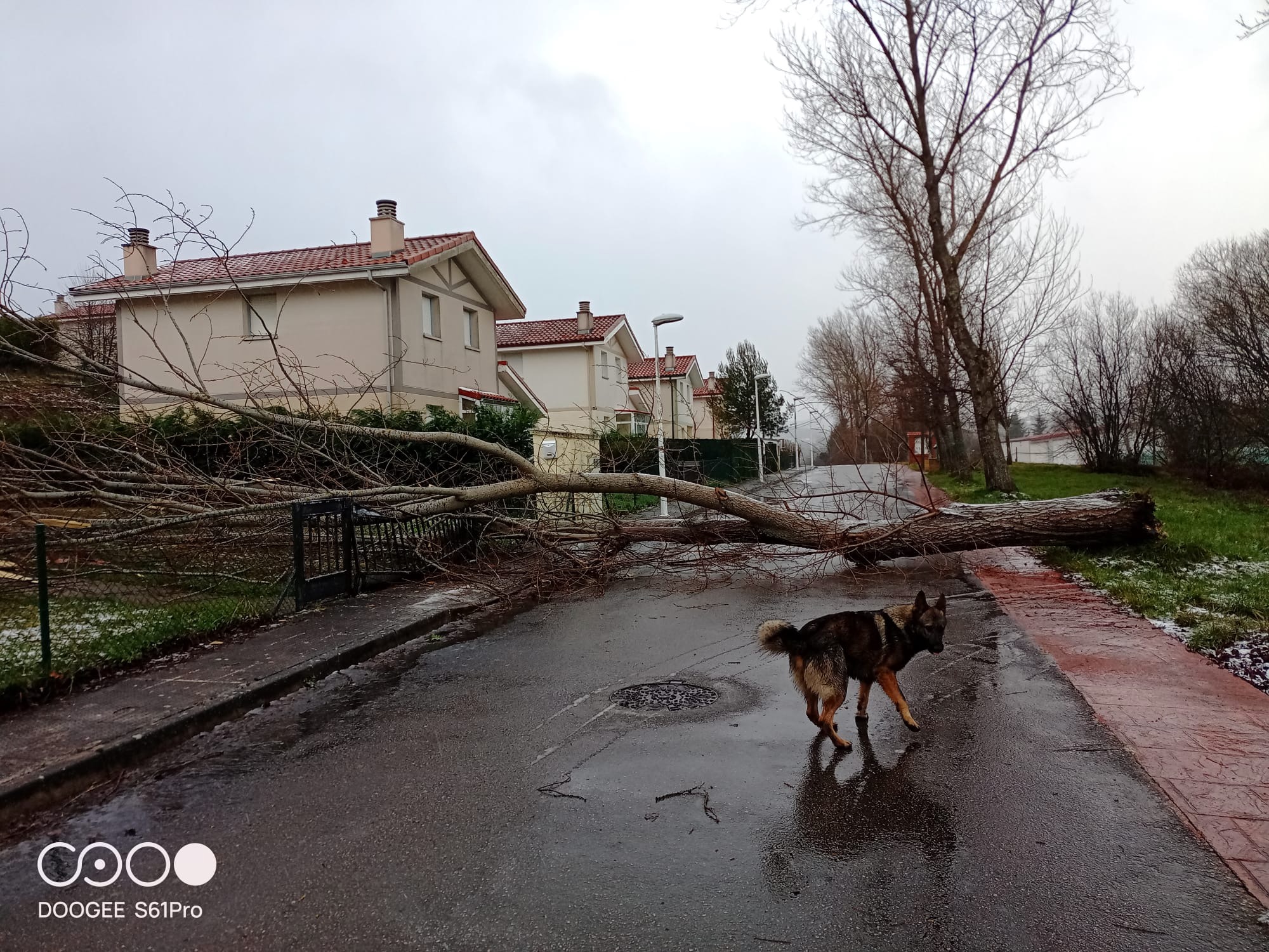 Talgo